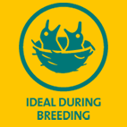 idealduringbreeding_cd