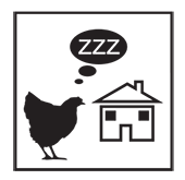 woodland_chicken_zzz
