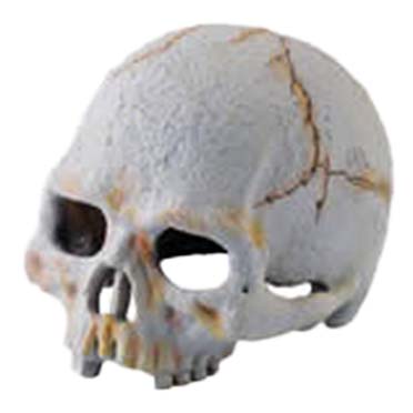 Ex decor crâne primate gris - Product shot