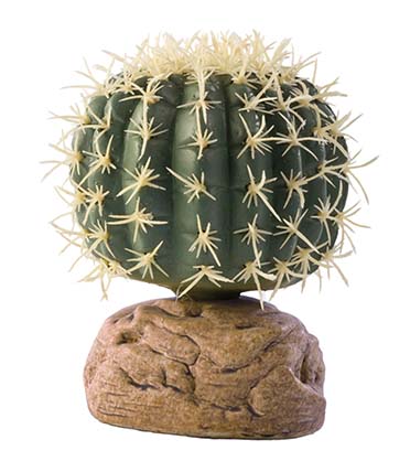 Ex barrel cactus  S
