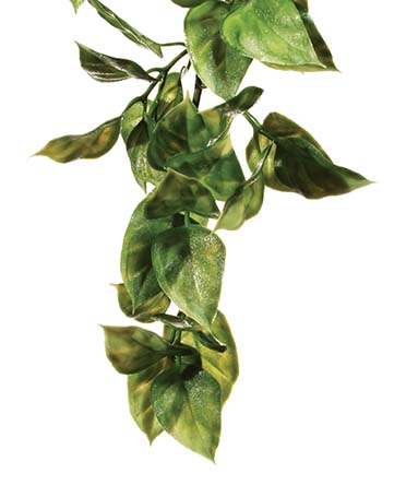 Ex shrub plant amapallo  S