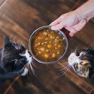 Ca cuisine stew with seafood pumpkin - Sceneshot