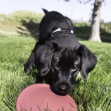 KONG Puppy Flyer Gemischte farben - Sceneshot