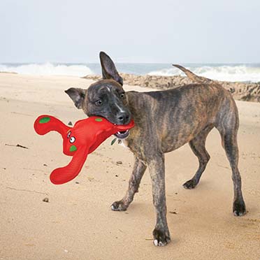 KONG Belly Flops Lobster Rood - Sceneshot