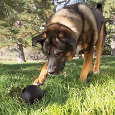 KONG ball extreme Zwart - Sceneshot
