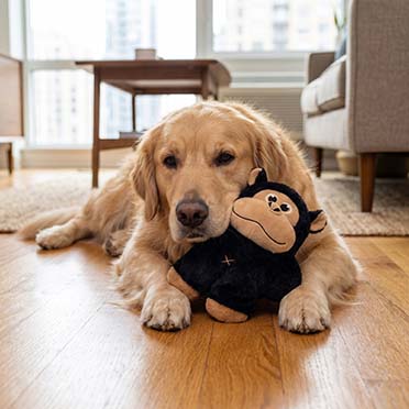 KONG Snuzzles Gorilla Black/beige - Sceneshot