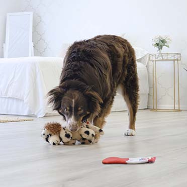 KONG Comfort Pups Spot Beige - Sceneshot
