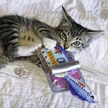 KONG Cat Crackles Sardine Meerkleurig - Sceneshot