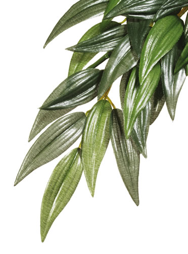 Ex silk plant ruscus  L