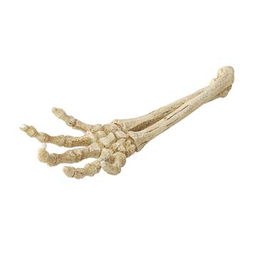 Skeleton hand - Product shot