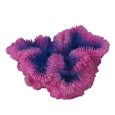 Coraal symphylia purple - Product shot