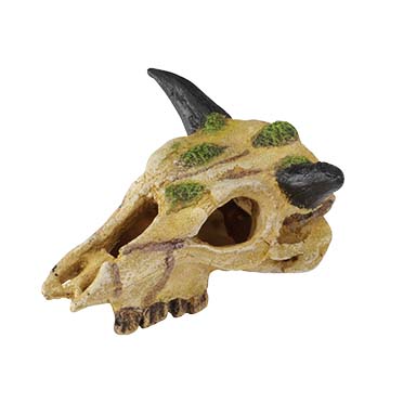 Carabao skull - <Product shot>