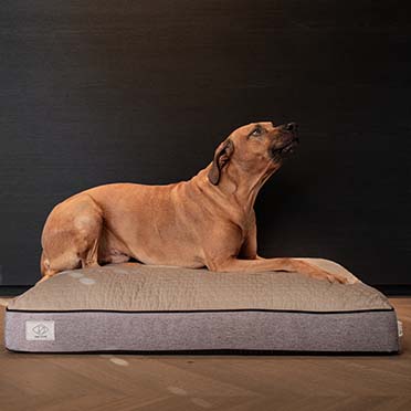 Celia dog cushion taupe - Sceneshot 3