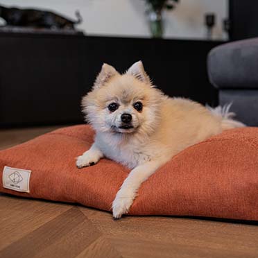 Ellis dog cushion orange - Sceneshot 2