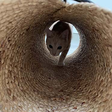 Cat play tunnel reina beige - Sceneshot 2