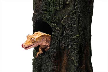 Gecko boom meerkleurig - Sceneshot
