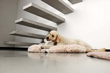 Holly dog cushion white - Sceneshot