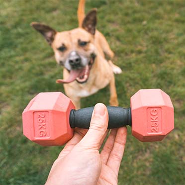For the gainz - dumbbell dog toy - Sceneshot 3