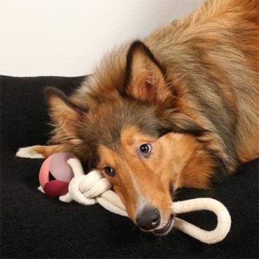Nora rosewood dog toy pink - Sceneshot