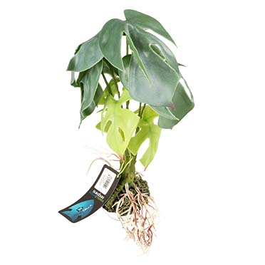 Alocasia groen - Verpakkingsbeeld
