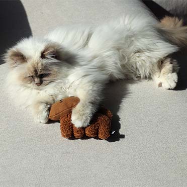 Zoey - refillable cat kicking cushion brown - Sceneshot