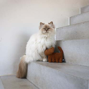 Zoey - refillable cat kicking cushion brown - Sceneshot 3