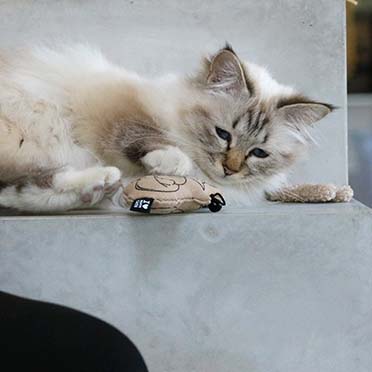 Sitting happy cat — jouet pour chat avec clochette beige - Sceneshot