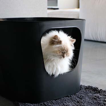 Dean – toilette ouvert pour chat noir - Sceneshot