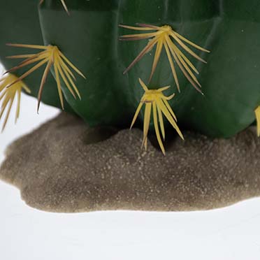 Echinocactus 1 green - Detail 1