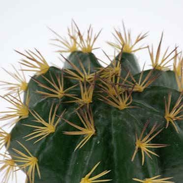 Echinocactus 1 green - Detail 3