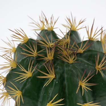 Echinocactus 1 vert - Detail 3