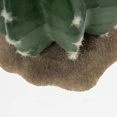 Echinocactus 2 vert - Detail 1