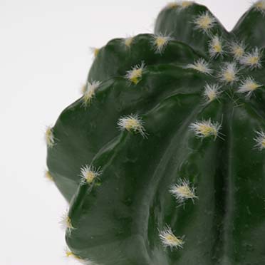 Echinocactus 2 green - Detail 2