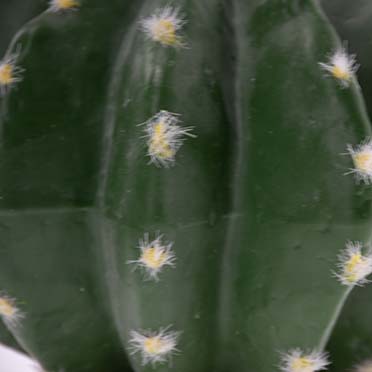 Echinocactus 2 green - Detail 3