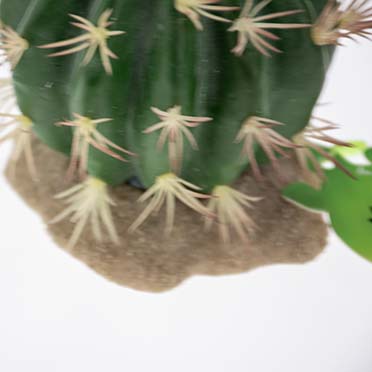Echinocactus groen - Detail 1