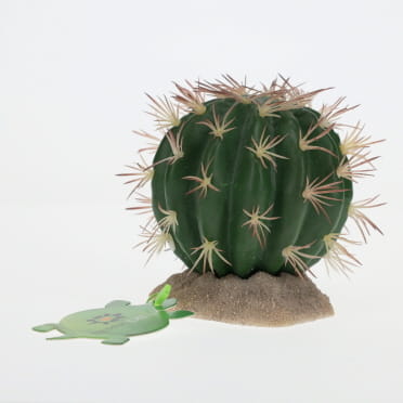 Echinocactus green - Verpakkingsbeeld
