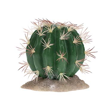Echinocactus grün - <Product shot>