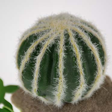 Echinocactus groen - Detail 1