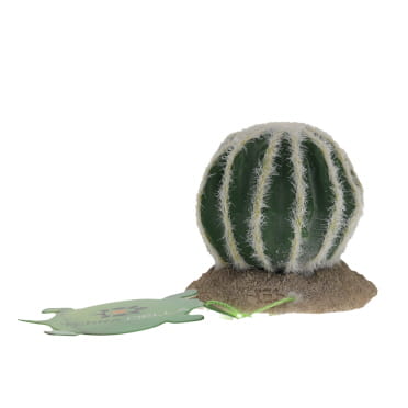 Echinocactus green - Facing