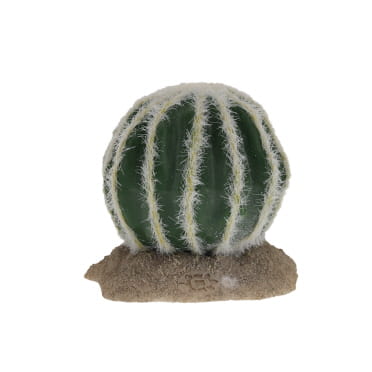 Echinocactus green - <Product shot>
