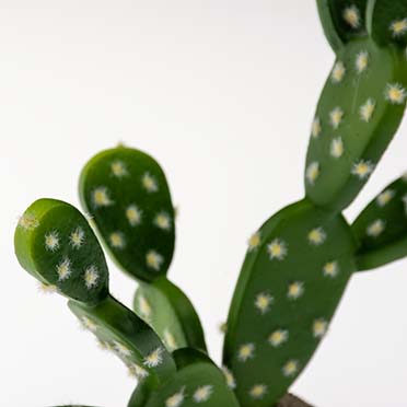 Prickly pear cactus green - Detail 2