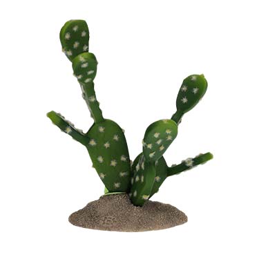 Prickly pear cactus green - Facing