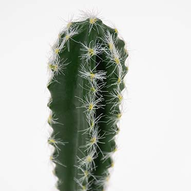 Cactus columnar 1 green - Detail 2
