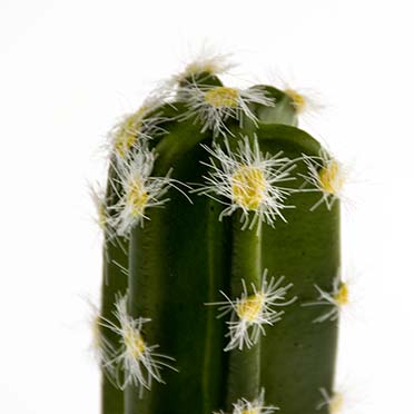 Cactus columnar 2 green - Detail 2