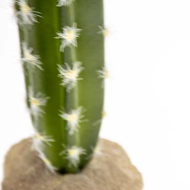 Cactus columnar 2 green - Detail 3