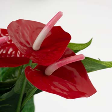 Anthurium groen - Detail 1