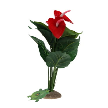 Anthurium vert - Facing