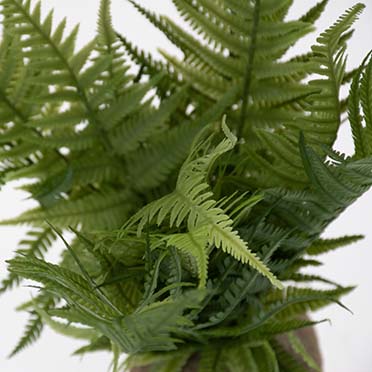 Fern green - Detail 3