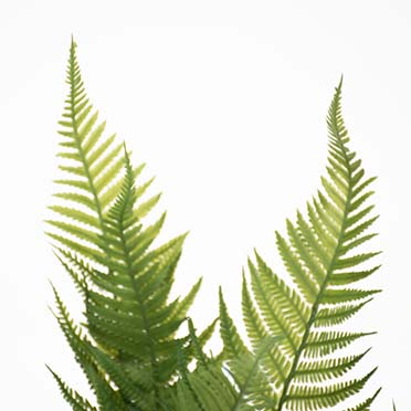 Fern green - Detail 1