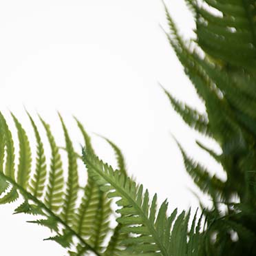 Fern green - Detail 3